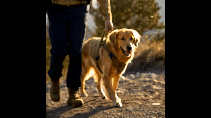 K9 Mode Tactical Dog Harness | Military-Grade No-Pull Control